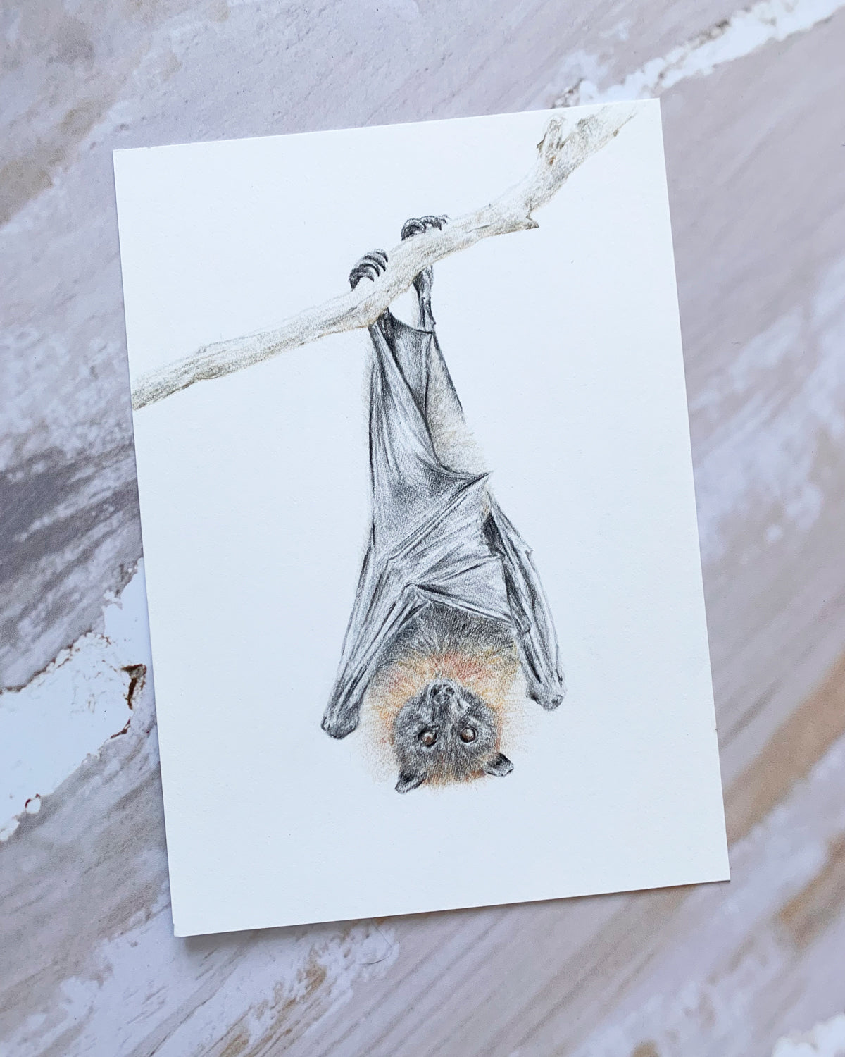 Flying Fox | Australian Native Animal Art – Carmen Hui Art