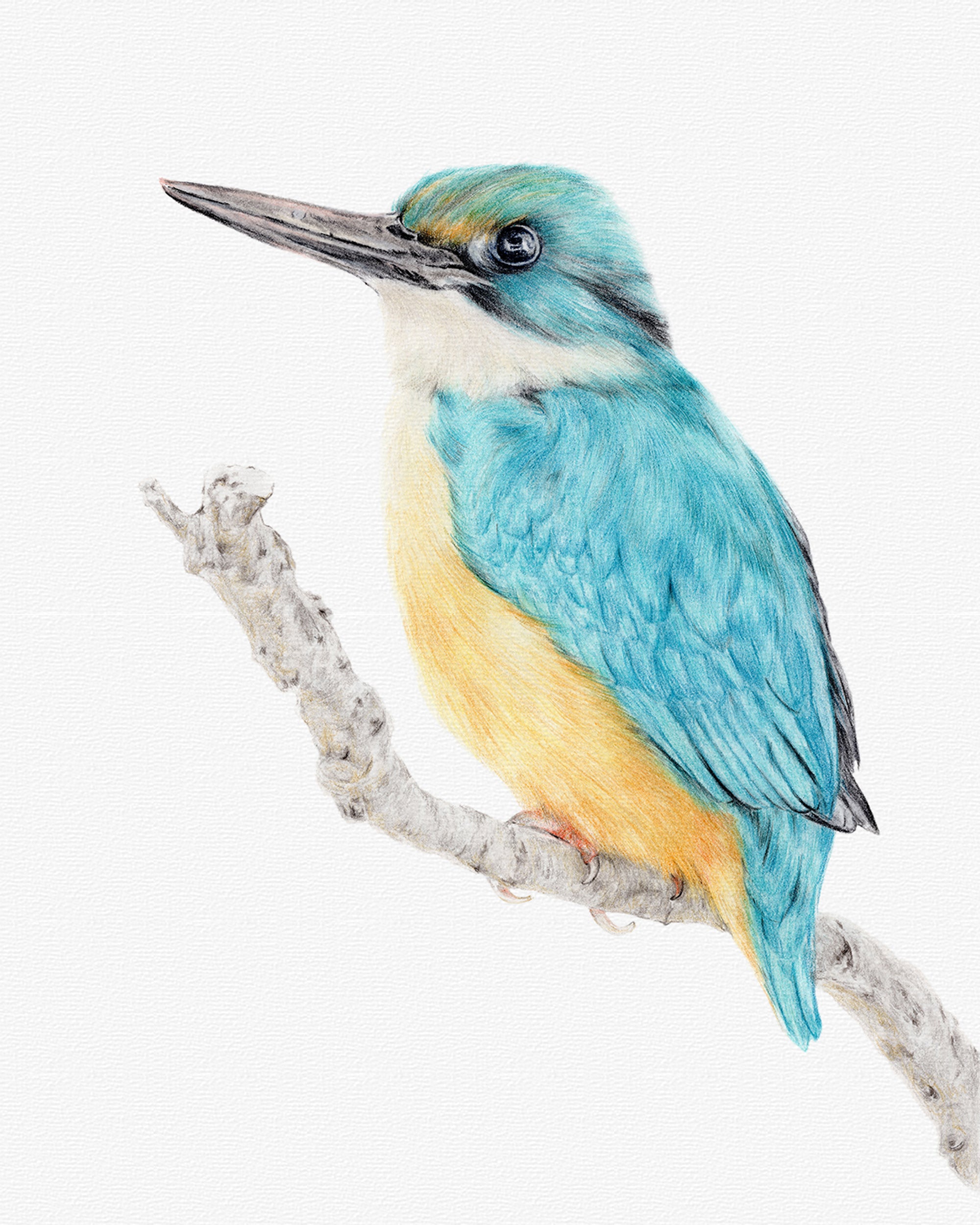 A2 Sacred Kingfisher Print sold - Australian Bird Print - Australian Prints - A2 Prints