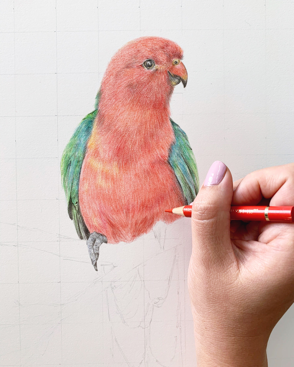 Parrot Pencil Drawing by Merritt-Trainboy on DeviantArt