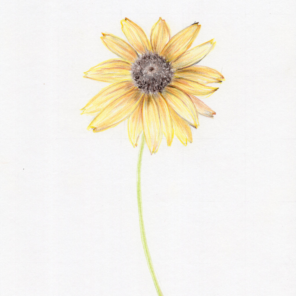 Black Eyed Susan | Original Botanical Drawing – Carmen Hui Art