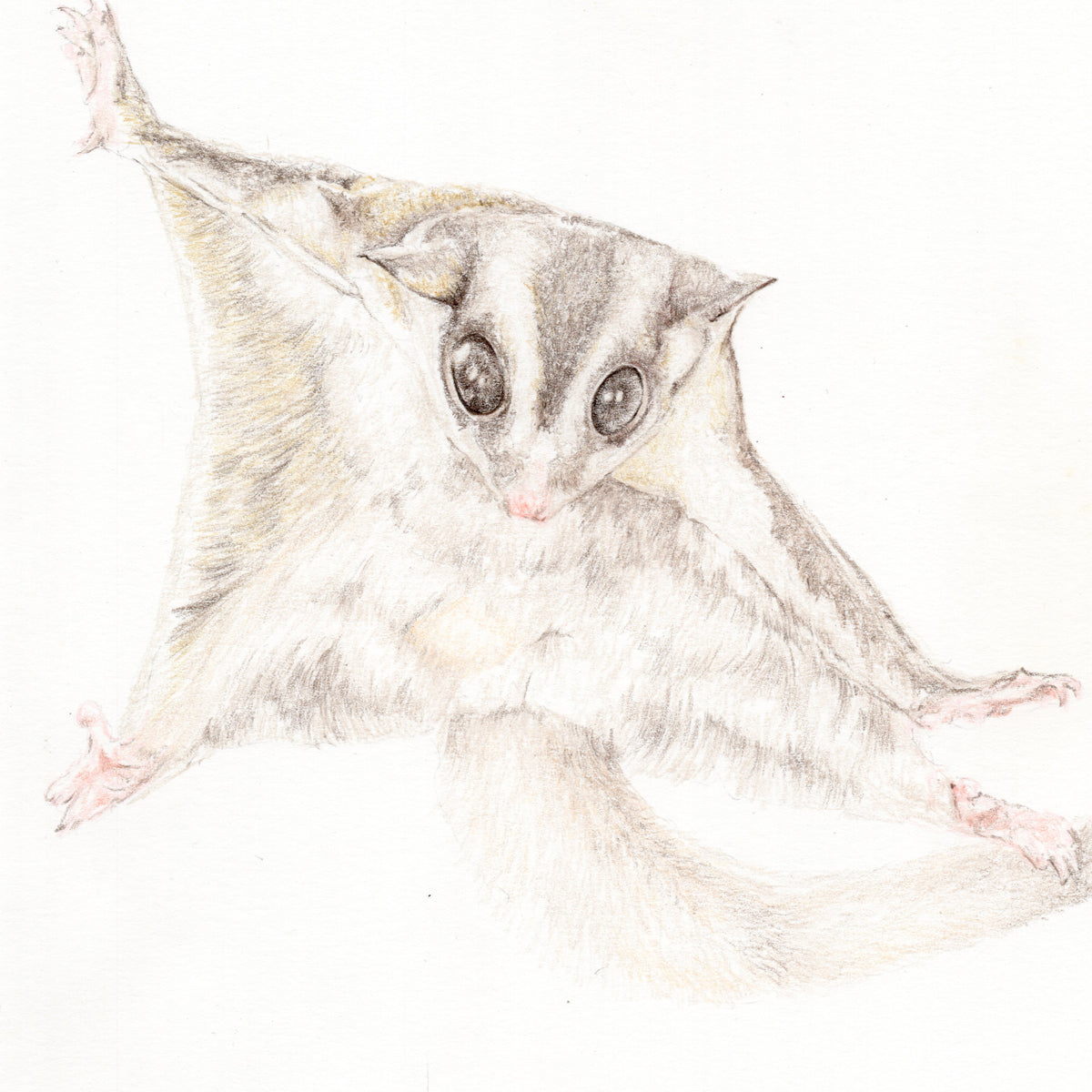 Sugar Glider Flying Drawing  Sugar Glider Cute Animation  Free  Transparent PNG Clipart Images Download
