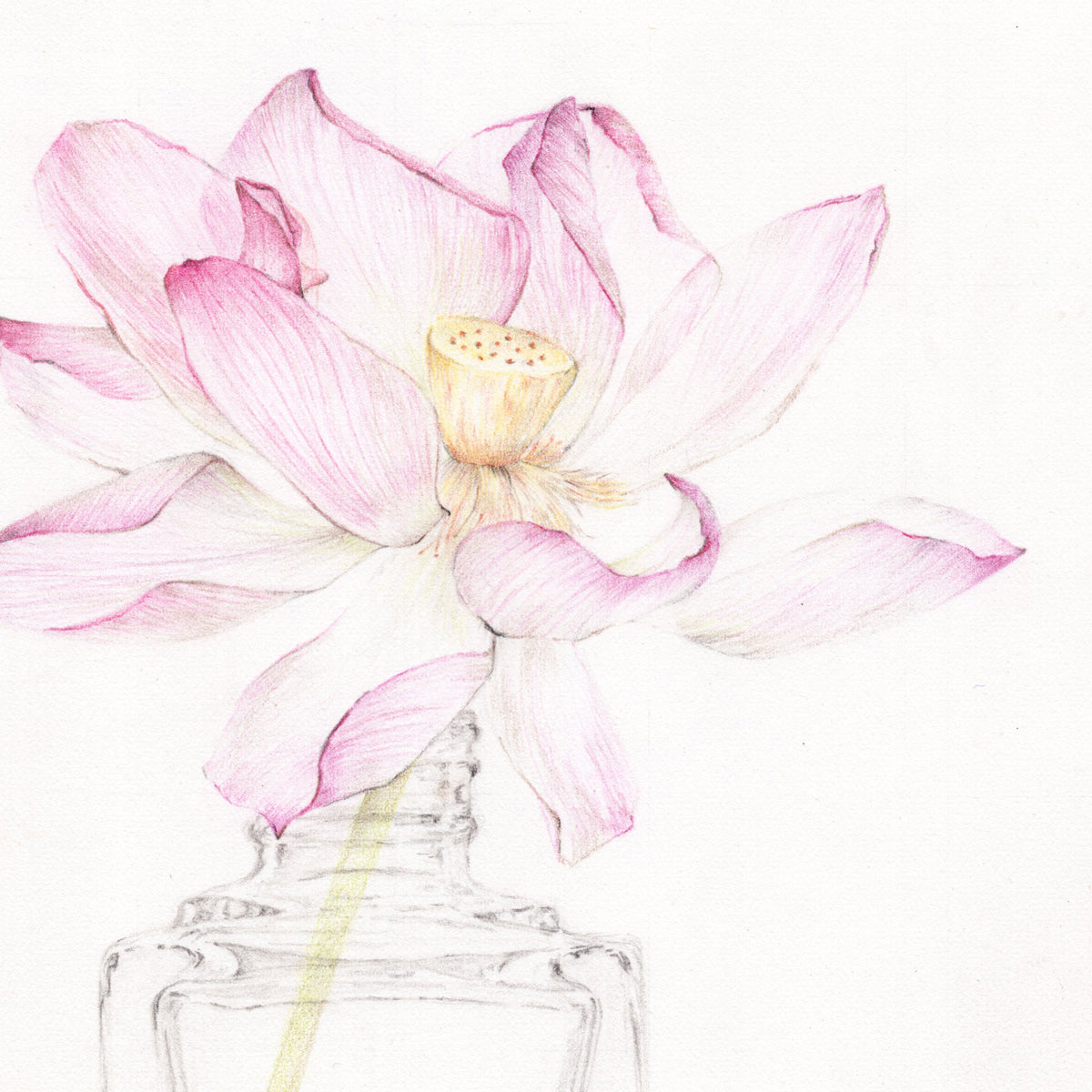How To Draw A Lotus Flower - Art For Kids Hub -