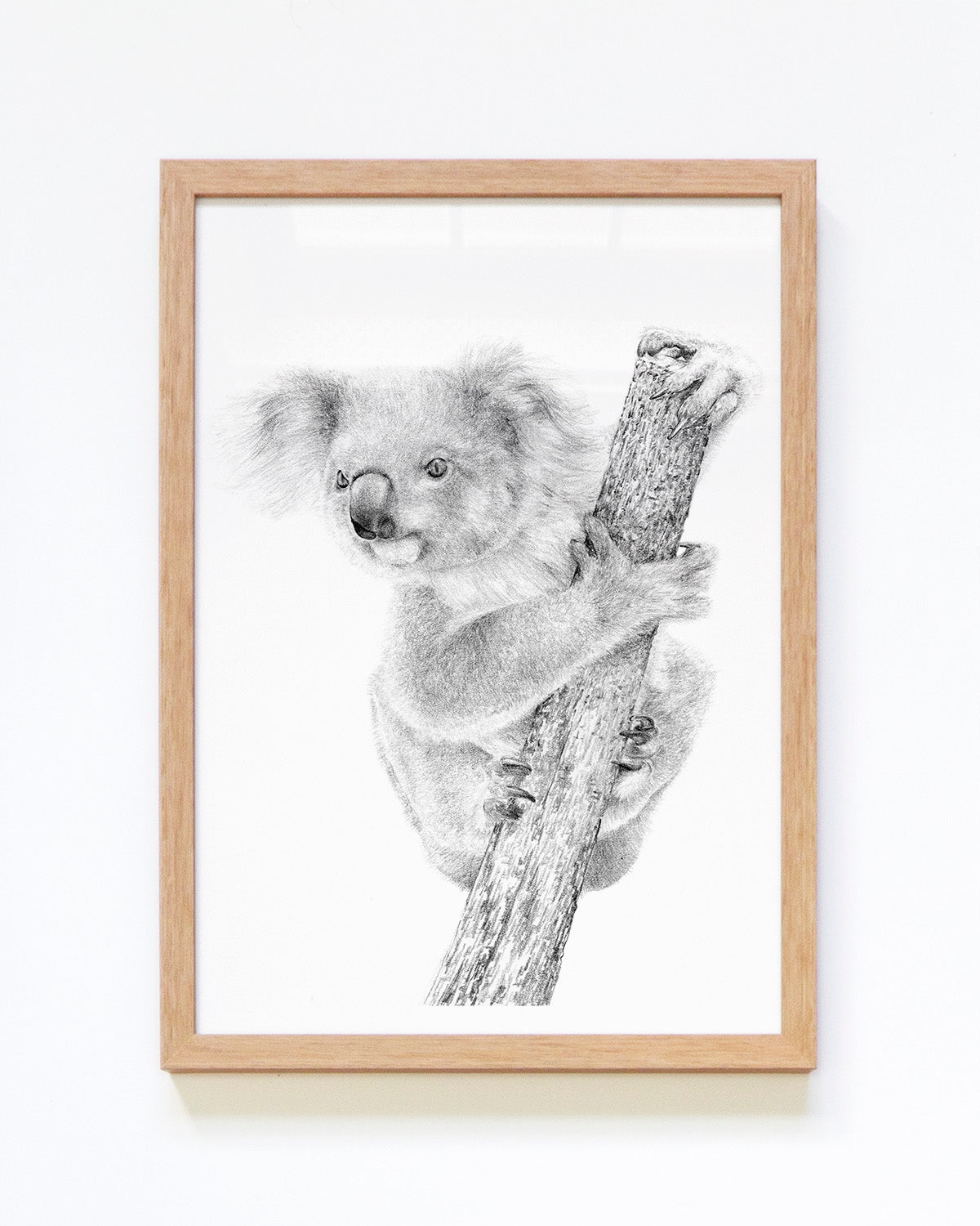 Thomas the Koala  Australian Animal Art Print – Carmen Hui Art
